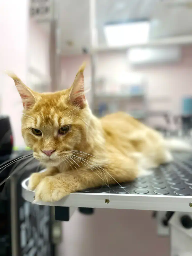 Мейн-кун з довгими вушками лежить на грумерському столі з поглядом, спрямованим вниз