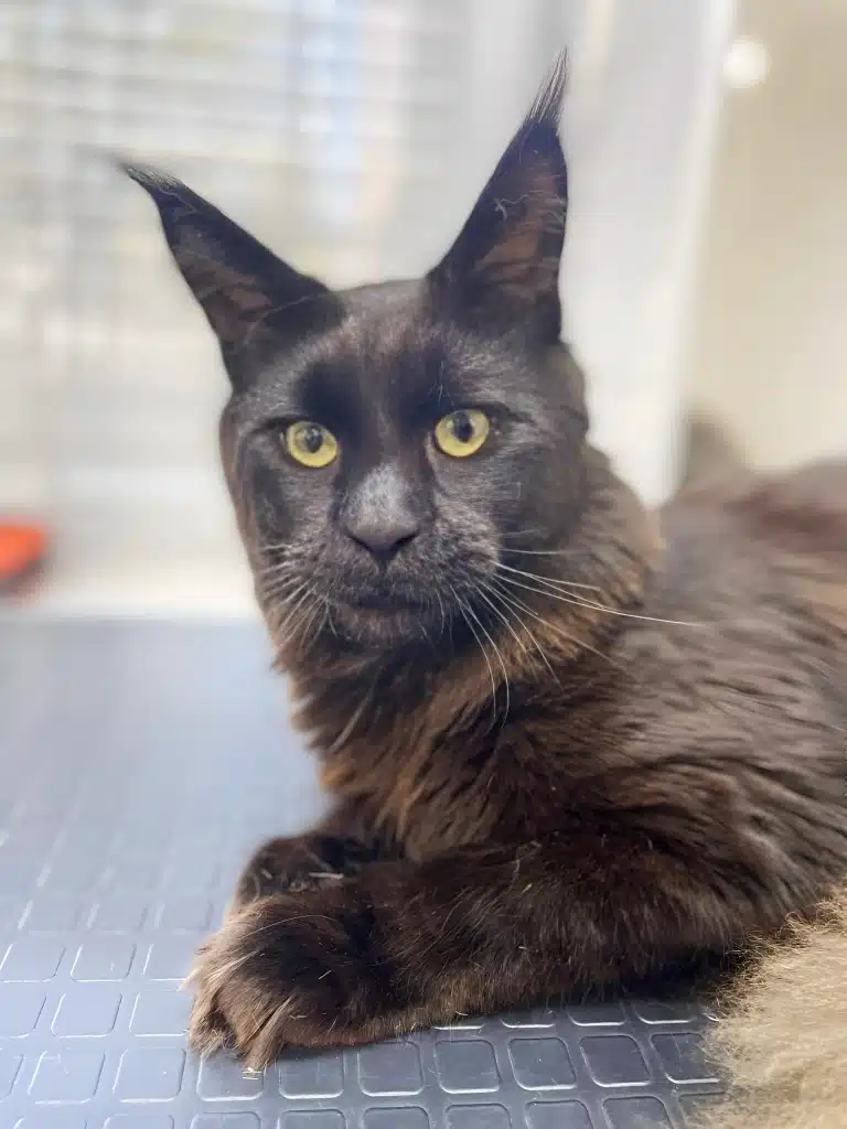 Мейн-кун почув щось цікаве і хоче дізнатись більше