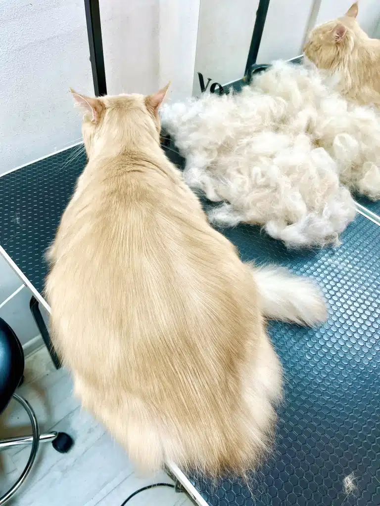 Після вичісування шерсть мейн-куна на спинці гладенька, рівненька та чиста