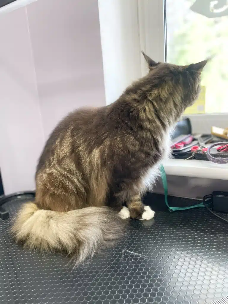 Після грумінгу мейн-кун визирає у вікно, щоб зустріти власницю