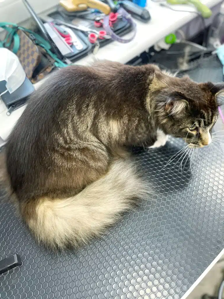 Мейн-кун насторожено спостерігає за діями грумера та його помічника