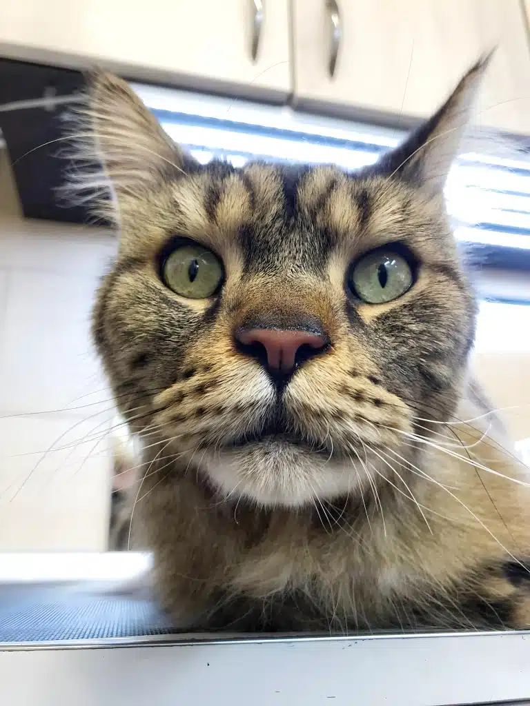 Чистий та вологий ніс - ознака міцного здоров'я мейн-куна