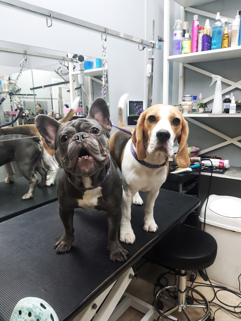 Бігль з бульдогом ділять один грумерський стіл під час очікування власника
