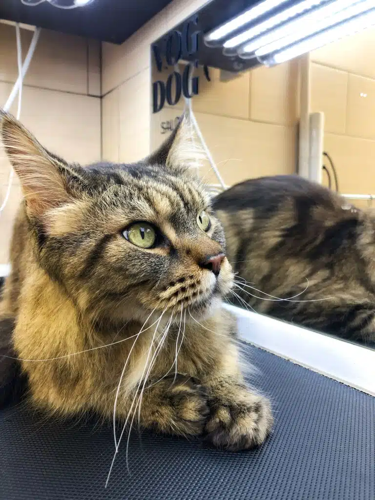 Мейн-кун насолоджується своїм відображенням у дзеркалі