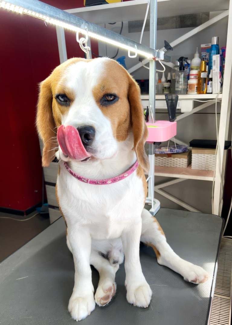 Бігль рожевим язиком облизується, примруживши очі