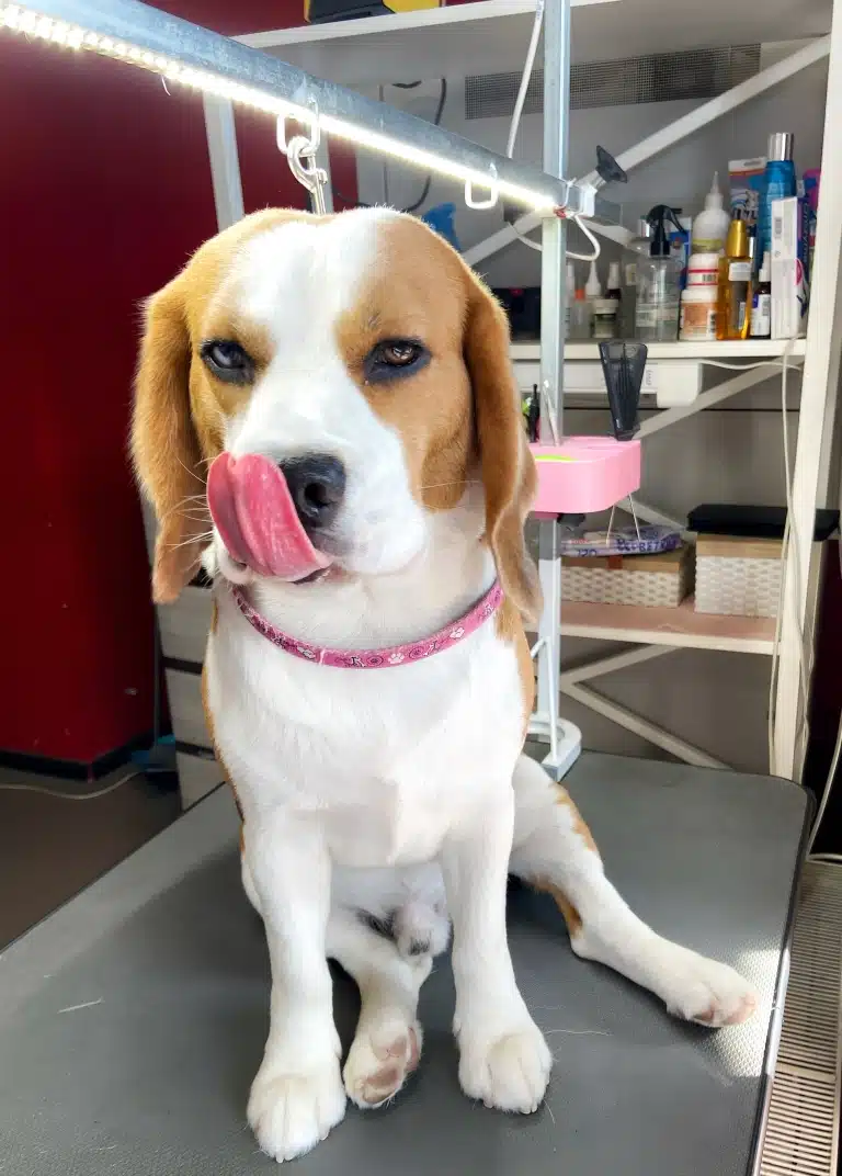 Бігль рожевим язиком облизується, примруживши очі