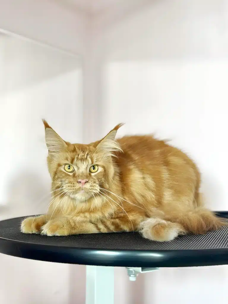 Рудий мейн-кун на круглому грумерському столі в світлій кімнаті