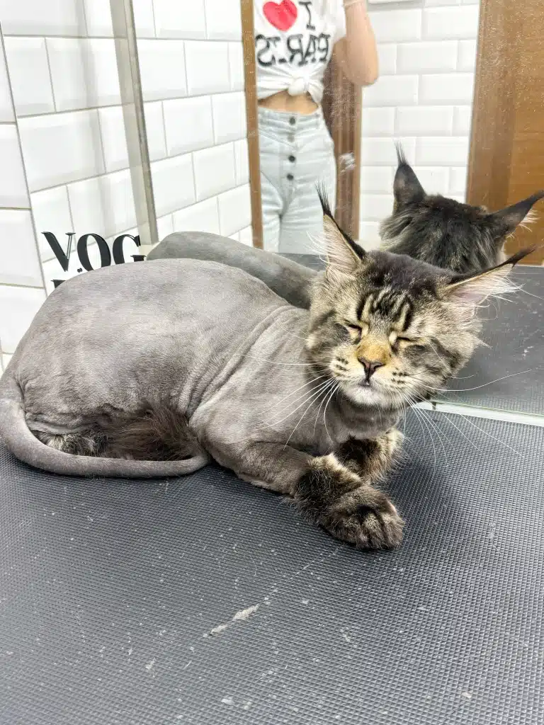 Мейн-кун навіть не хоче бачити свою голу шкіру після стрижки