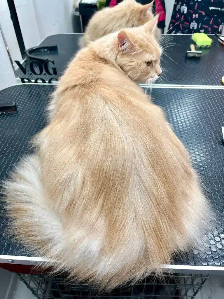 Мейн-кун хизується своєю чарівною шерстю після походу до професіонала