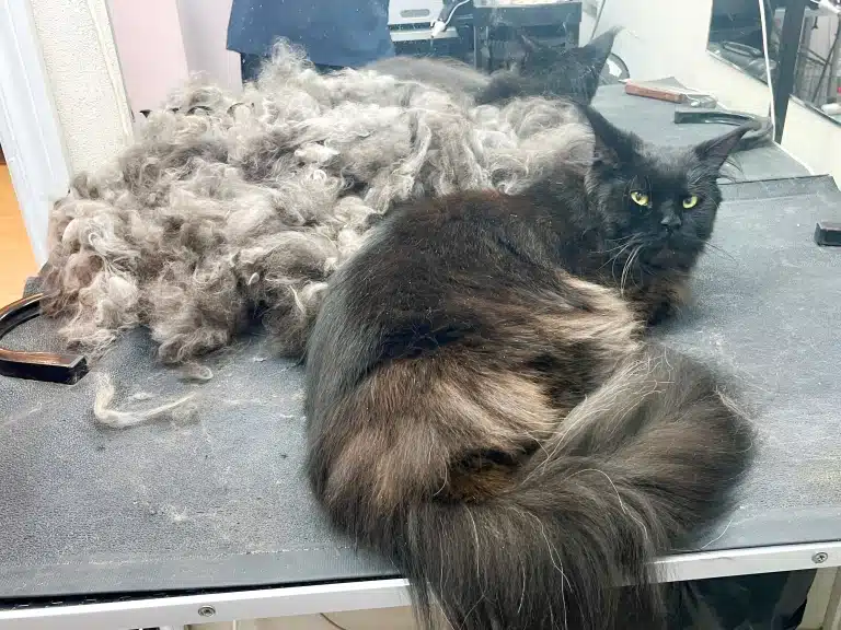 Мейн-куну тепер буде значно легше перенести спеку влітку після грумінгу