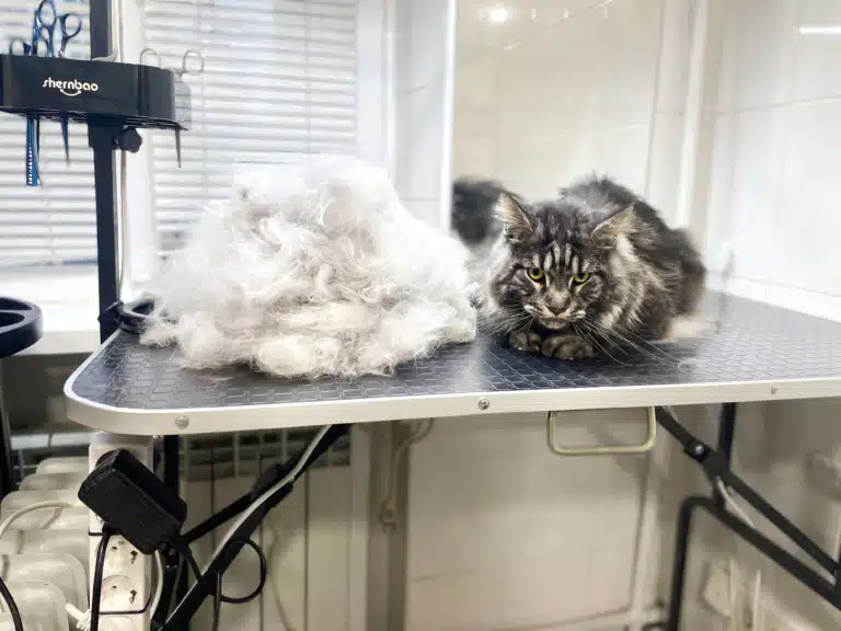 Мейн-кун, вичесане підшерстя та гарно виконаний грумінг