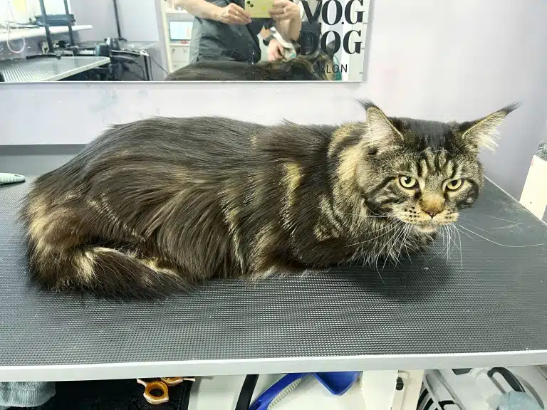 Мейн-кун розлігся на грумерському столі і вільного місця після цього майже не залишилось