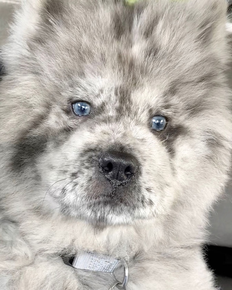 Пес з окрасом мерль та блакитними очима виглядає дуже гарно