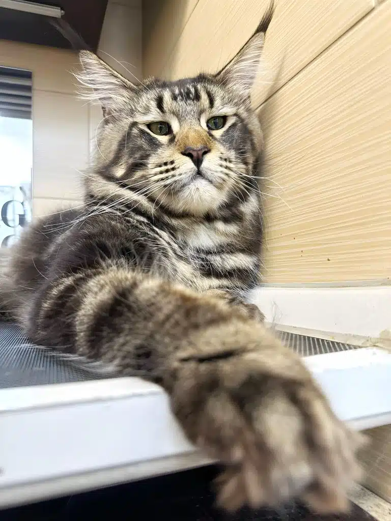 Мейн-кун притулився до плитки та зверхньо спостерігає за діями грумера