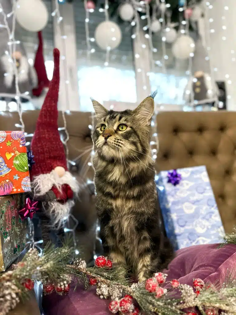 Мейн-кун серед новорічних подарунків дивиться на різдвяну ялинку