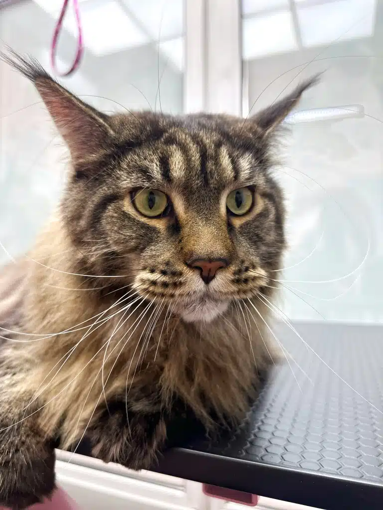 Мейн-кун намагається налаштуватись на чистку зубів пастою та щіткою