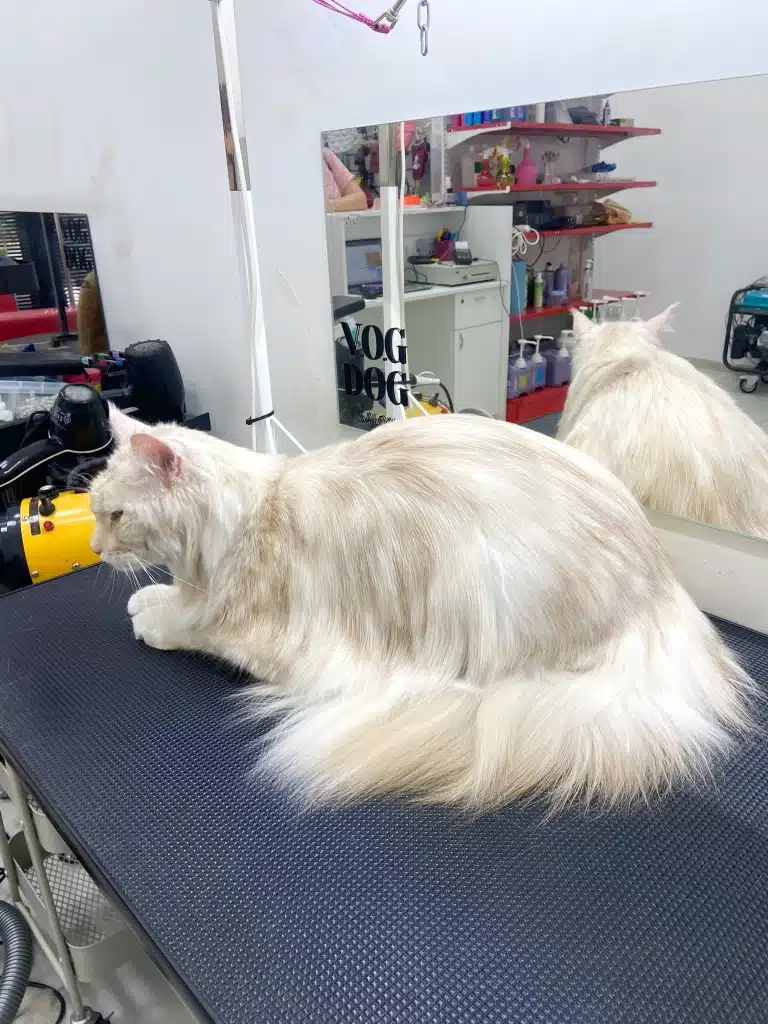 Мейн-кун має незвичний світлий окрас, який стане яскравішим після грумінгу