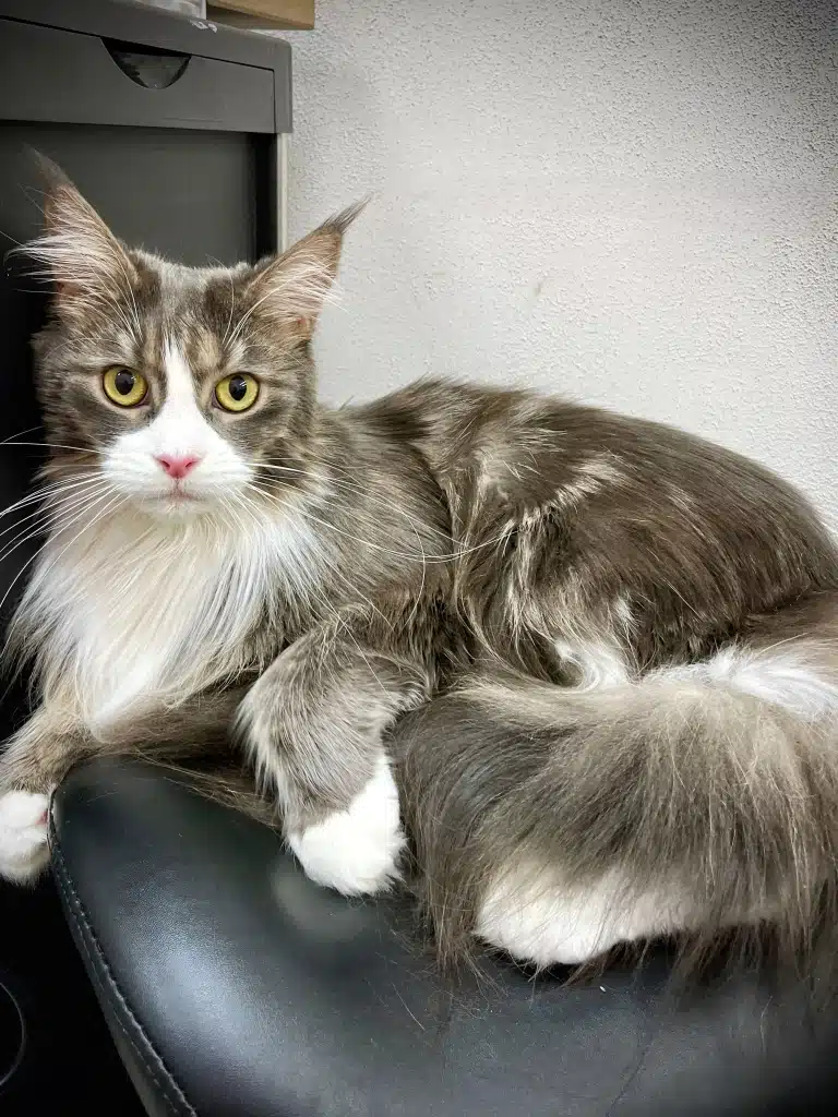 Мейн-кун тримається за шкіряний чорний стілець