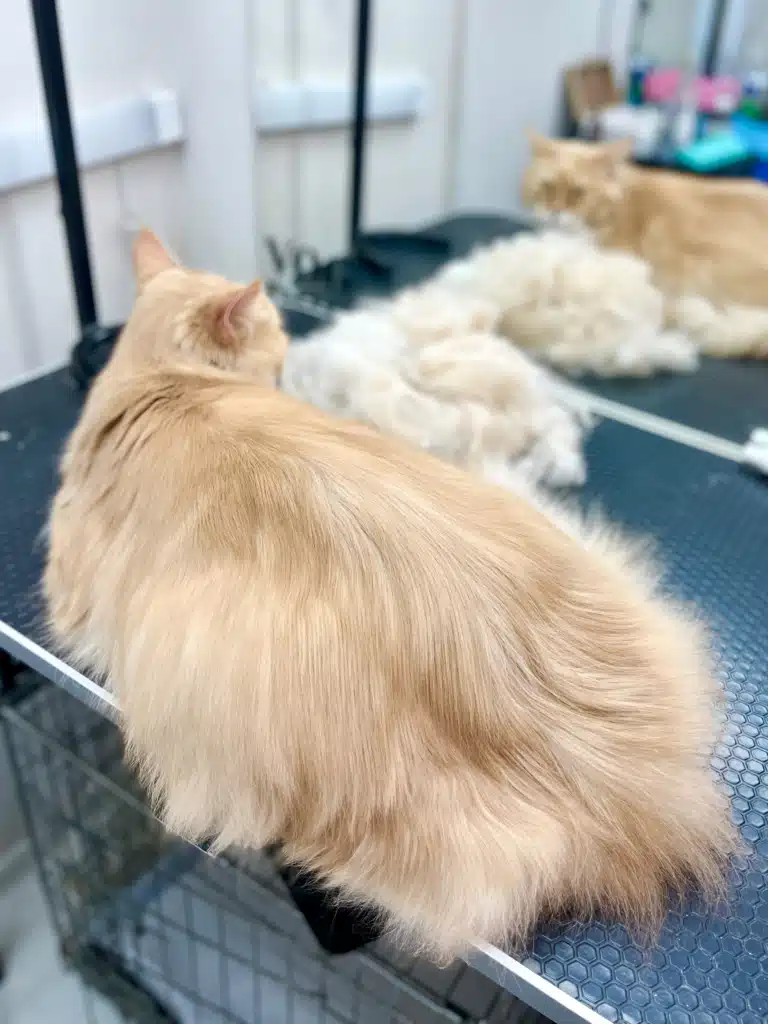 Мейн-кун має довгу, блискучу, чистку шерсть після вичісування та купання