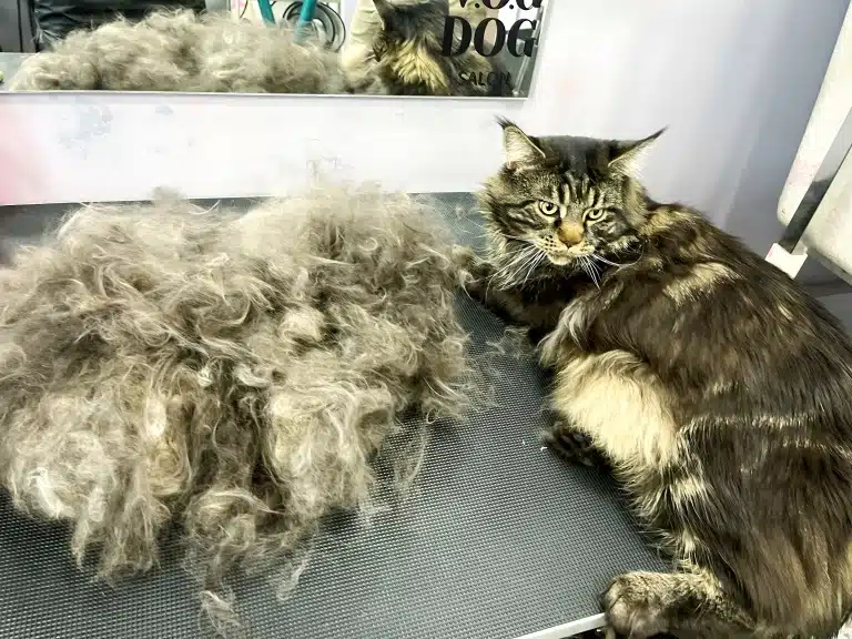 Мейн-кун охороняє своє вичесане підшерстя на грумерському столі