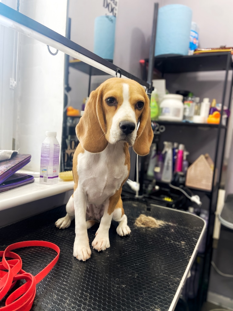 Бігль засумував, бо власниця принесла червоний повідець, а не зелений