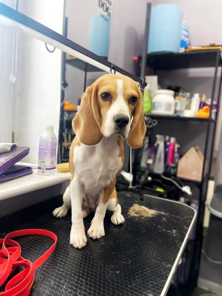 Бігль засумував, бо власниця принесла червоний повідець, а не зелений