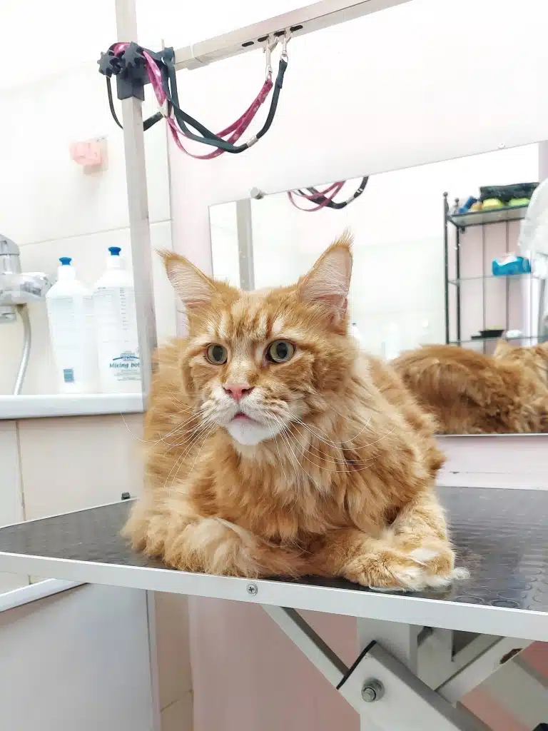 Майстер сфотографував мейн-куна до початку грумінгу, щоб порівняти якість професійного вичісування