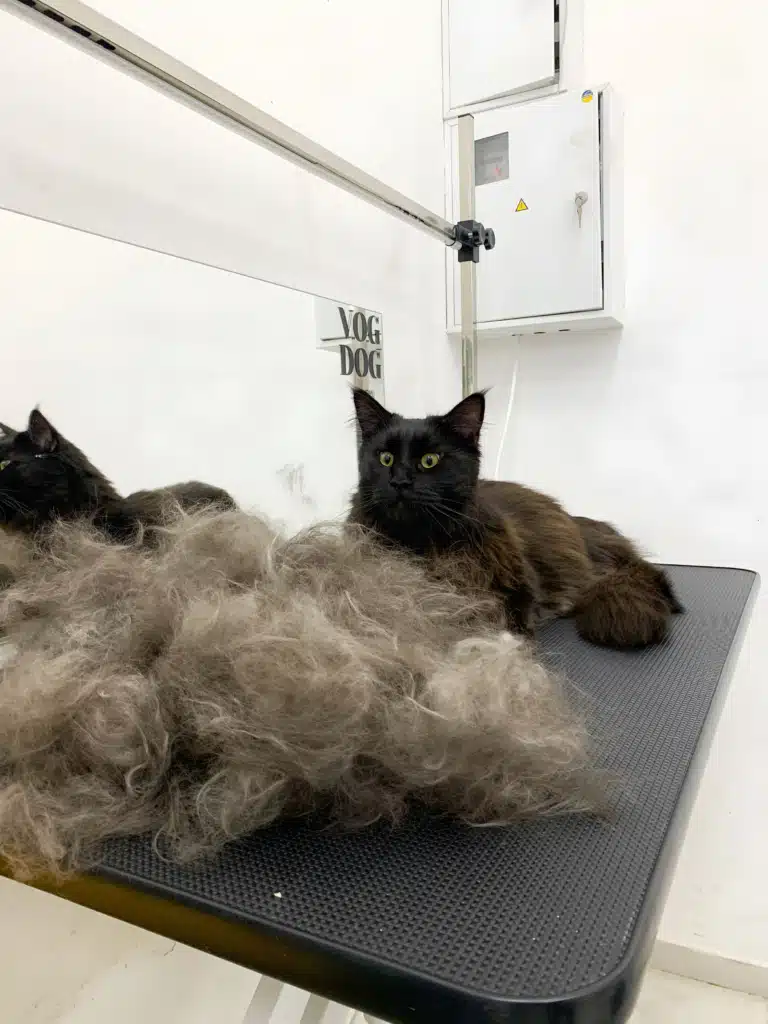 Мейн-кун здивований результату професійного грумінгу