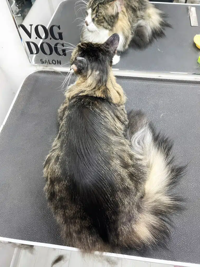 Мейн-кун готовий до літа, адже тепер в нього немає зимого підшерстя, що гріє