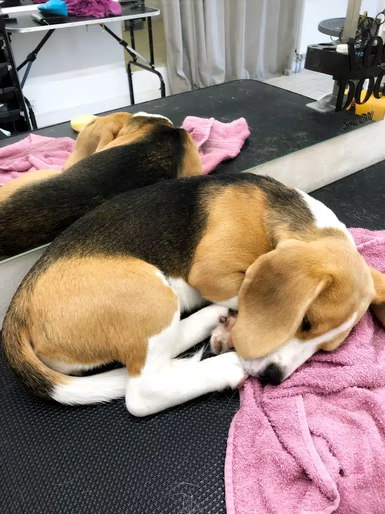 Бігль заснув калачиком на рожевому рушнику після купання