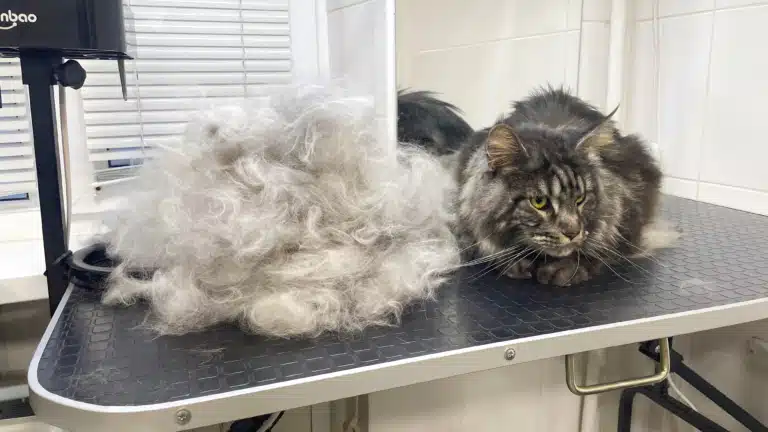 Мейн-кун навіть не хоче дивитись на все те підшерстя, що грумер вичесав