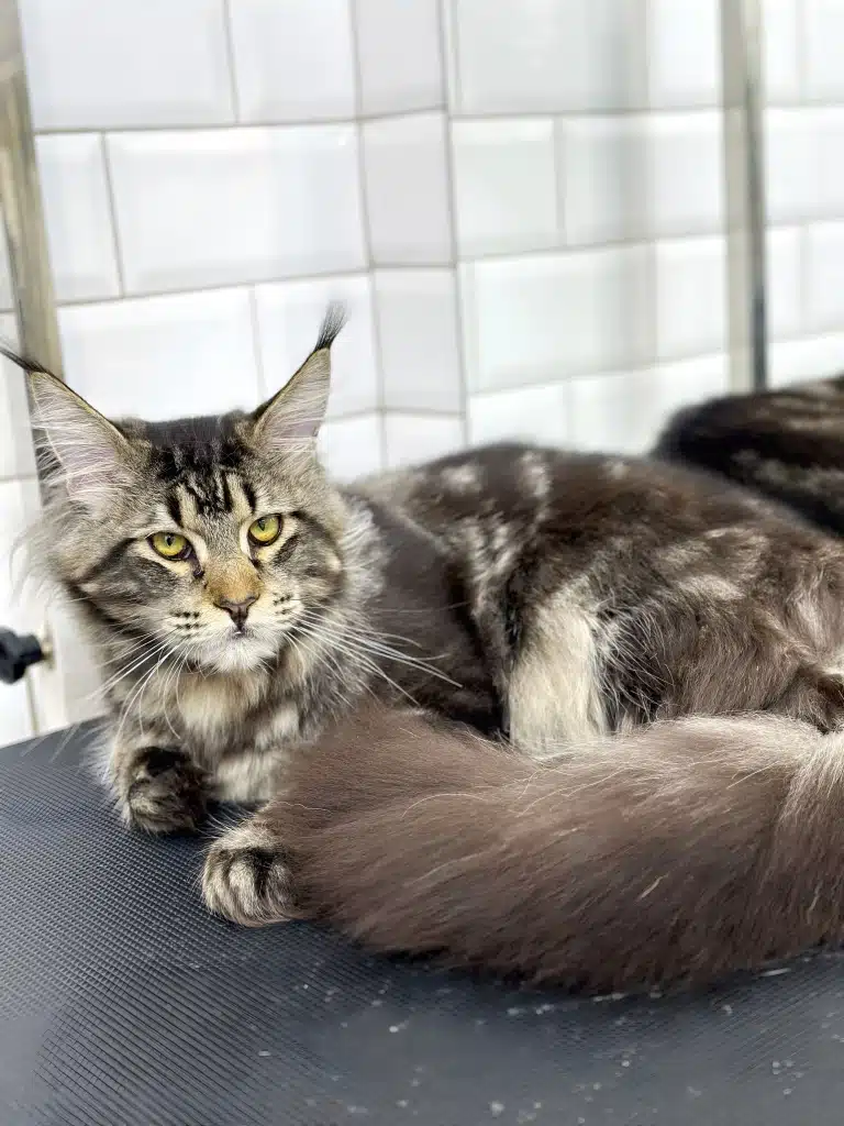 Мейн-кун після грумінгу має гладку та блискучу шерсть