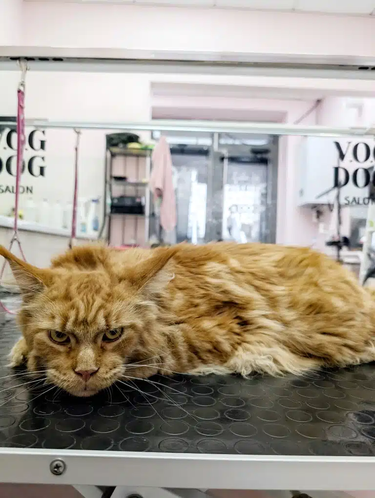 Мейн-кун незадоволений, що власник привів його на грумінг