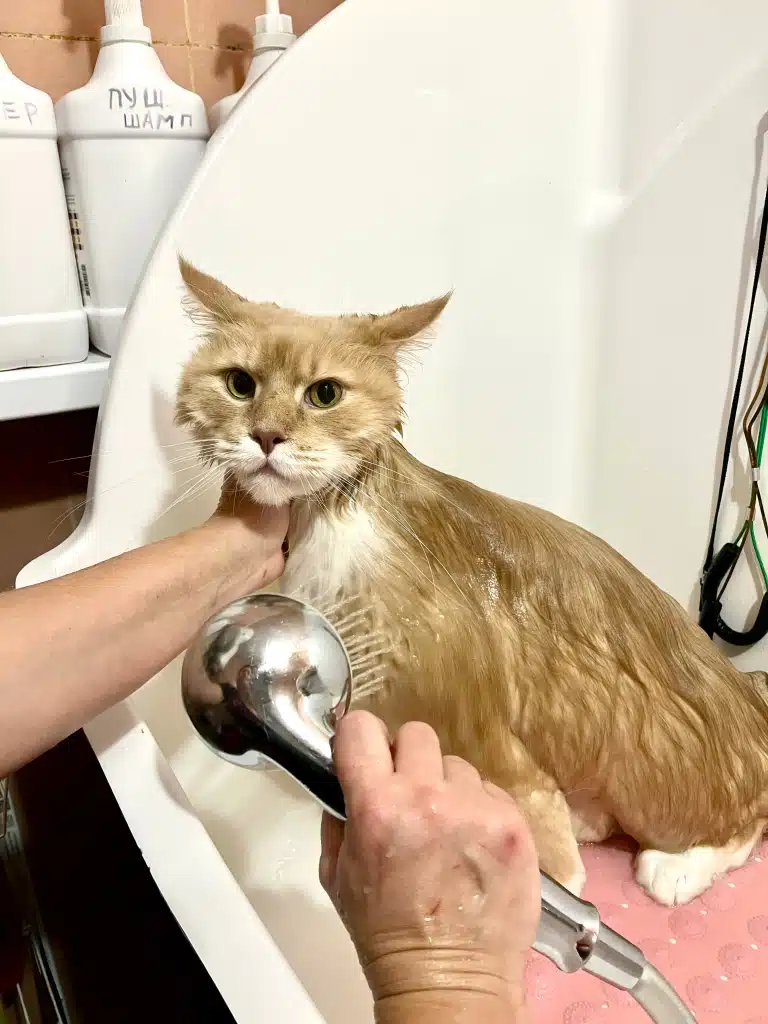 Грумер намочує шерсть мейн-куна теплою водою у ванній