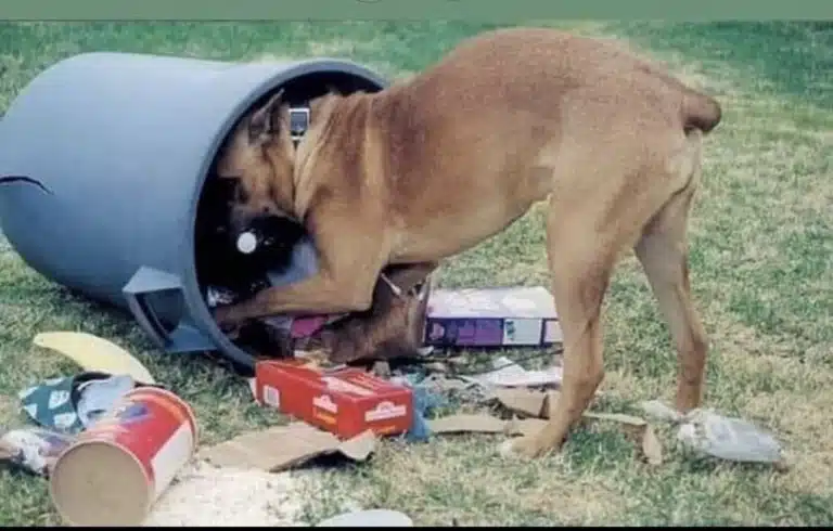 Пес перевернув бак зі сміттям в пошуках смачного