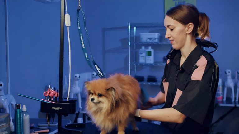 Стиліст Топ-грумер Ірина висушує шерсть шпіца