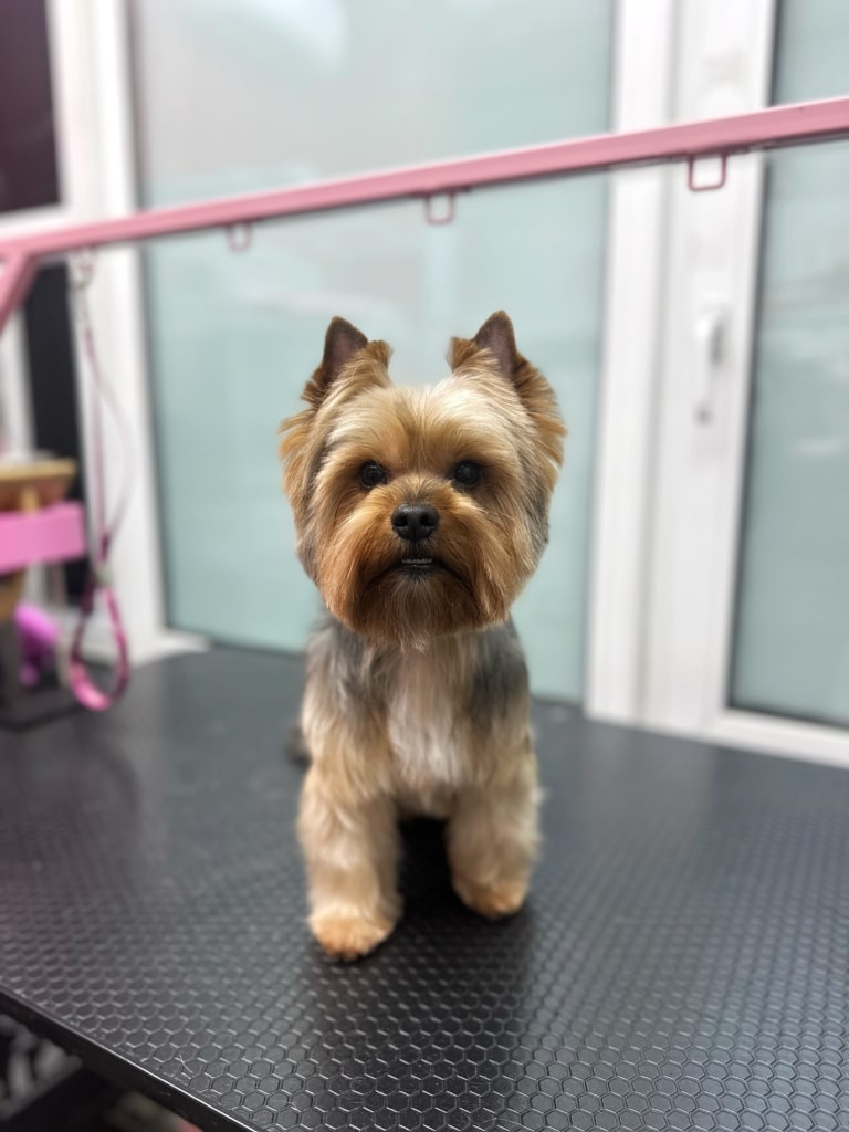 Об'ємна довга шерсть йорка створює образ ведмедика Тедді