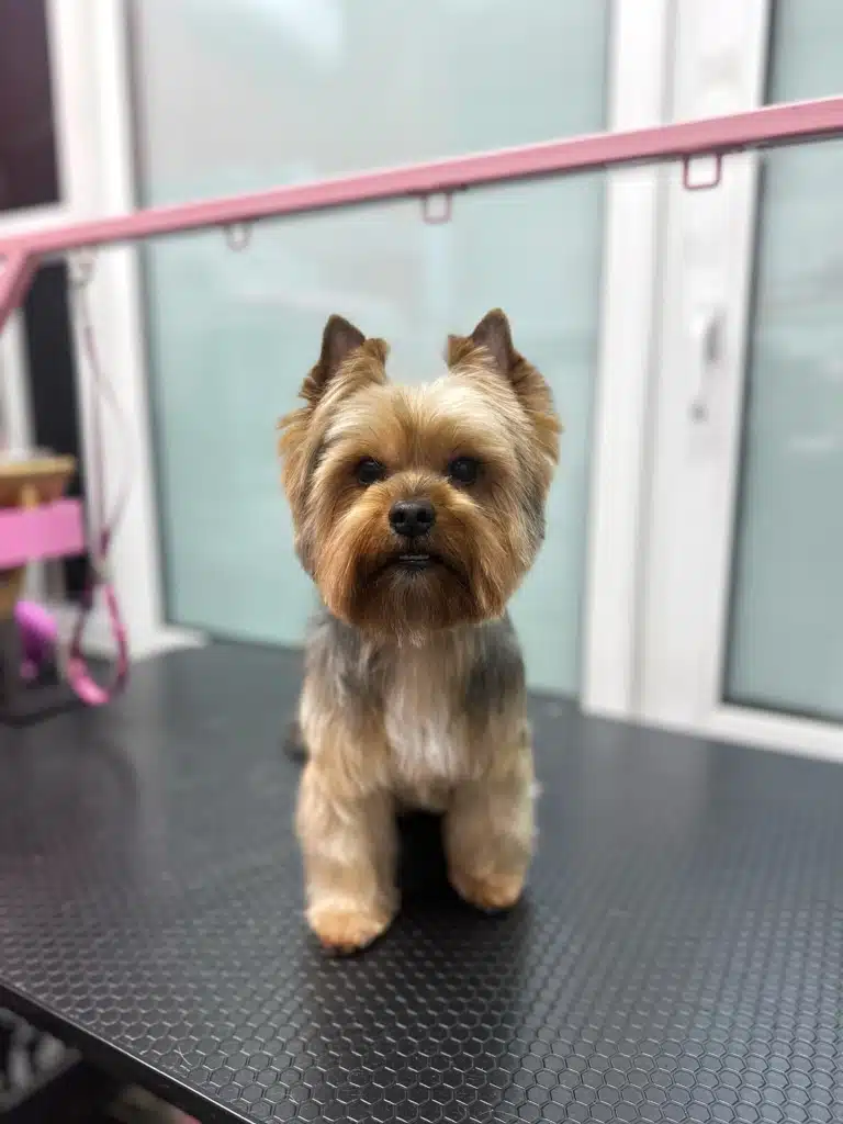 Об'ємна довга шерсть йорка створює образ ведмедика Тедді