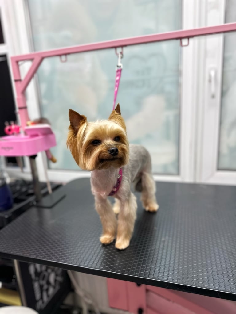 Йорк з забритими вушками схожий на хитру лисичку