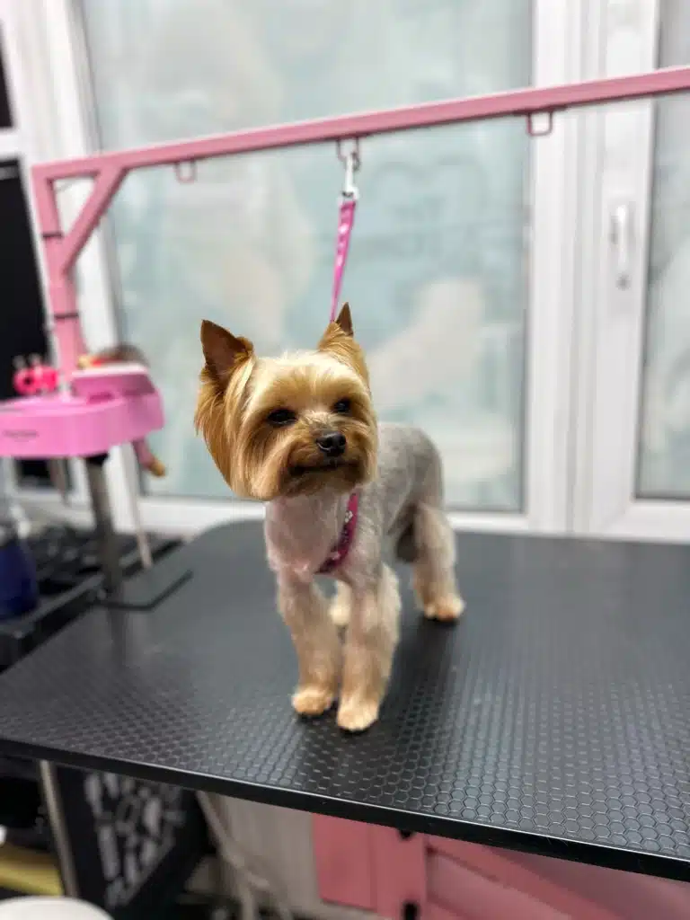 Йорк з забритими вушками схожий на хитру лисичку