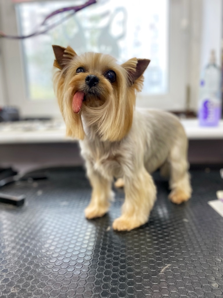 Йорк у похилому віці вже немає зубів, тому язик вивалюється назовні