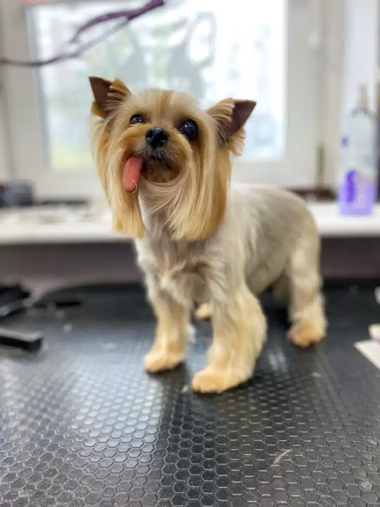 Йорк у похилому віці вже немає зубів, тому язик вивалюється назовні