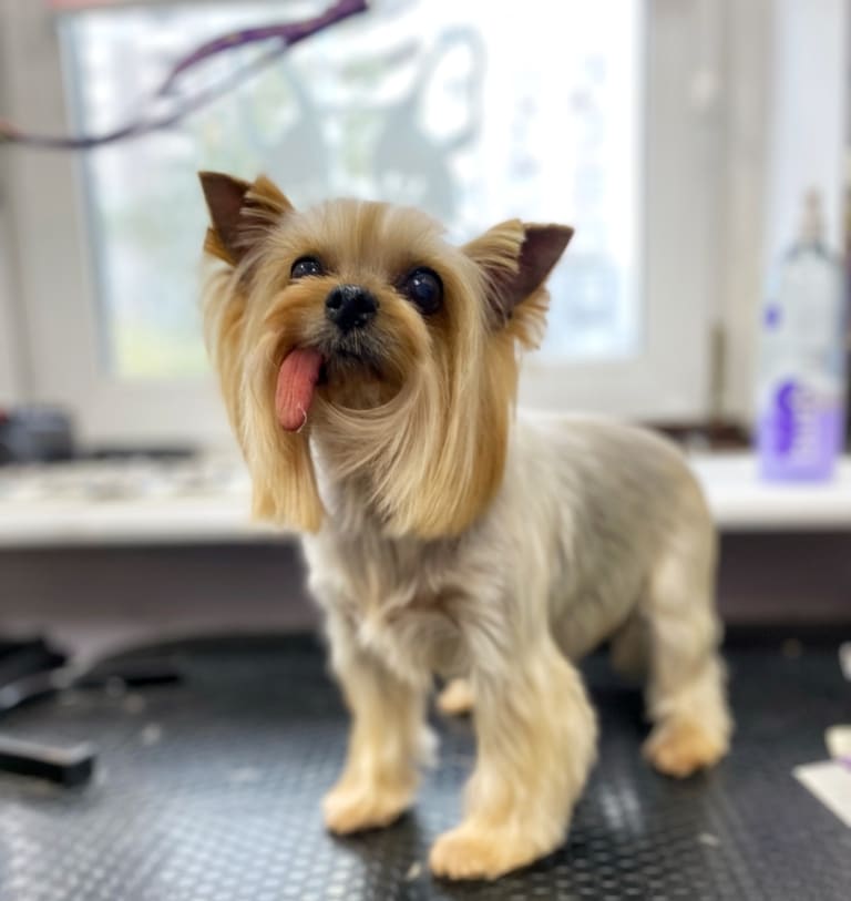 Йорк у похилому віці вже немає зубів, тому язик вивалюється назовні