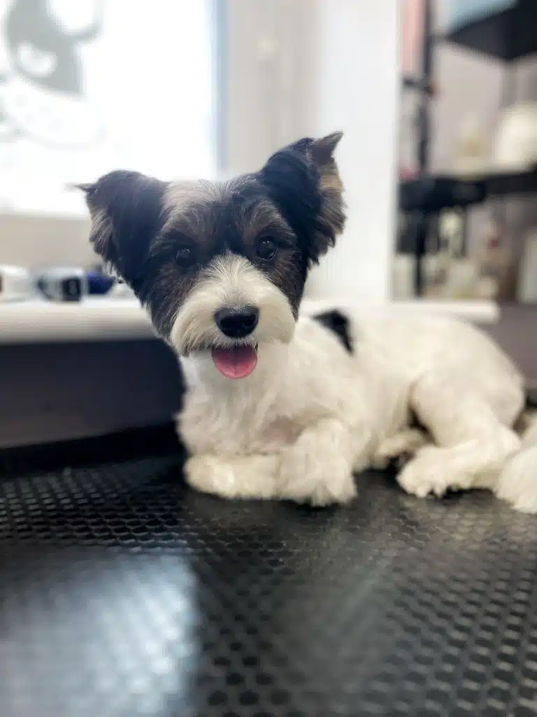 Бівер-йорк з коротким тулубом та об'ємними вушками приліг в очікуванні власників