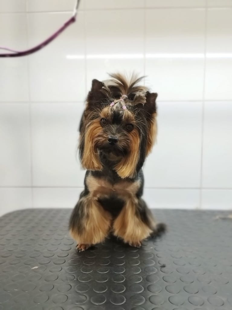 Йорк з довгим волоссям має охайну зачіску і готовий до святкування