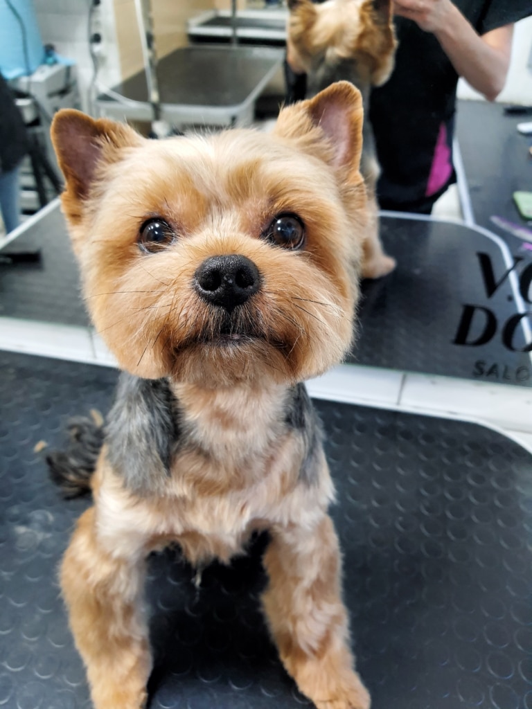 Йорк з забритими 3/4 вушками та круглою мордочкою