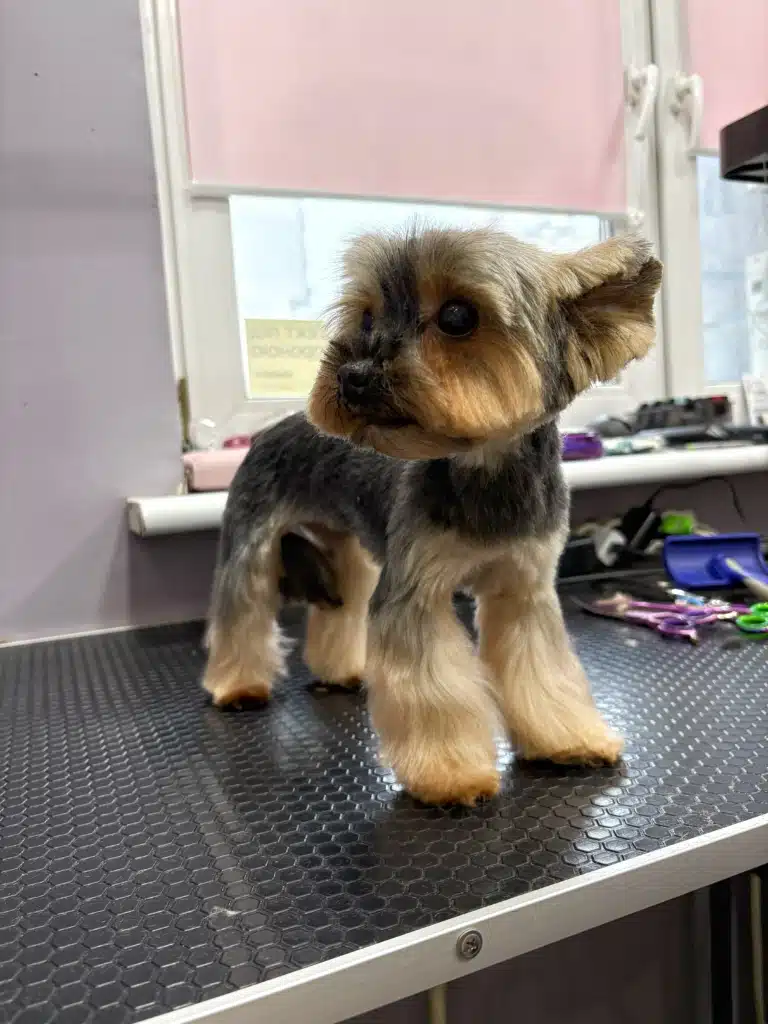 Йорк зі штанцями та вушками Міккі Мауса оглядає себе у дзеркалі