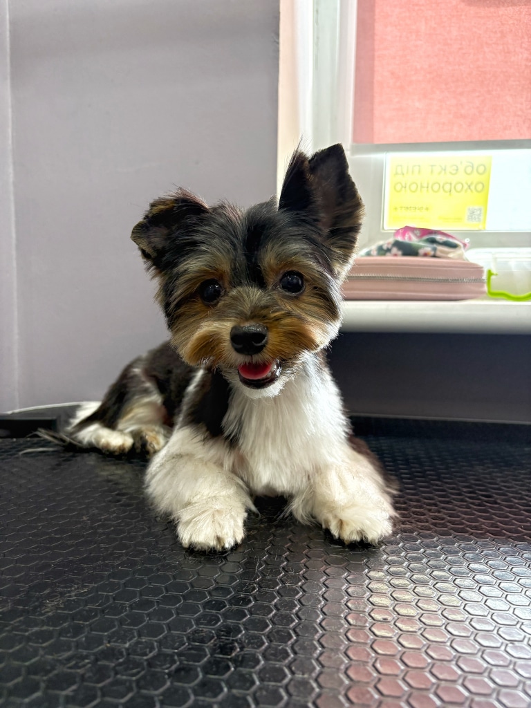 Йорк з вушками Міккі Мауса буде душею компанії