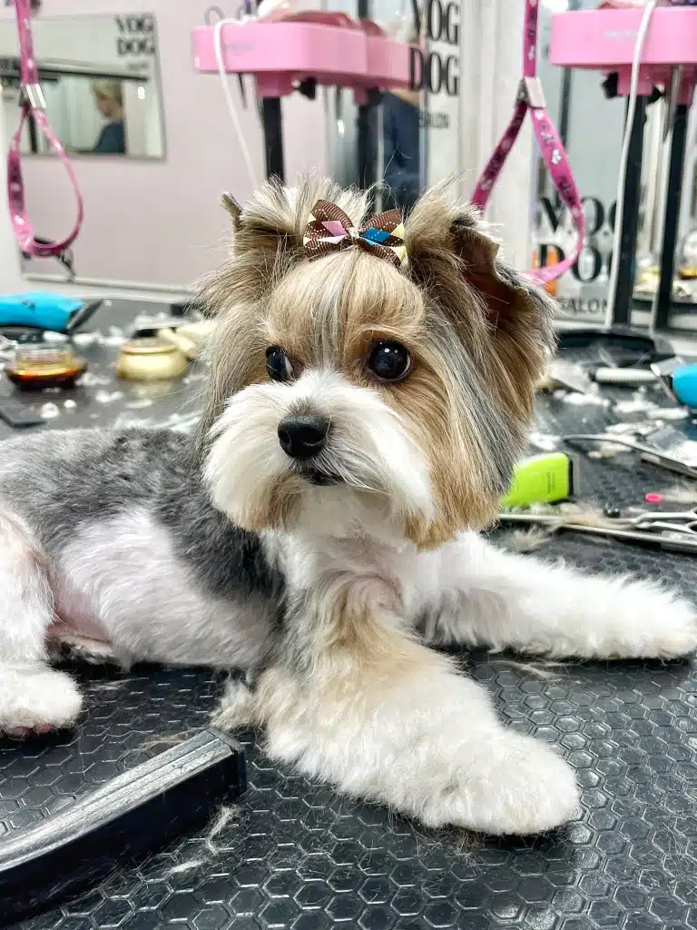 Чарівний йорк з топ кнотом і бантиком дивиться через плече