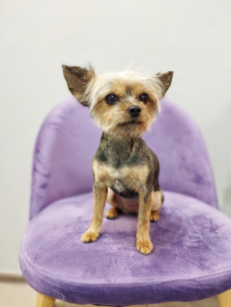 Підстрижений йорк на фіолетовому велюровому стільці